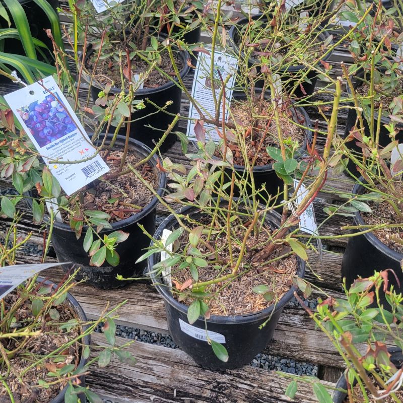 A group of 'Sunshine Blue' highbush blueberries in 1-gallon pots