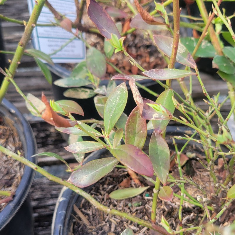 A close-up of the green and red early season leaves of 'Sunshine Blue' highbush blueberry