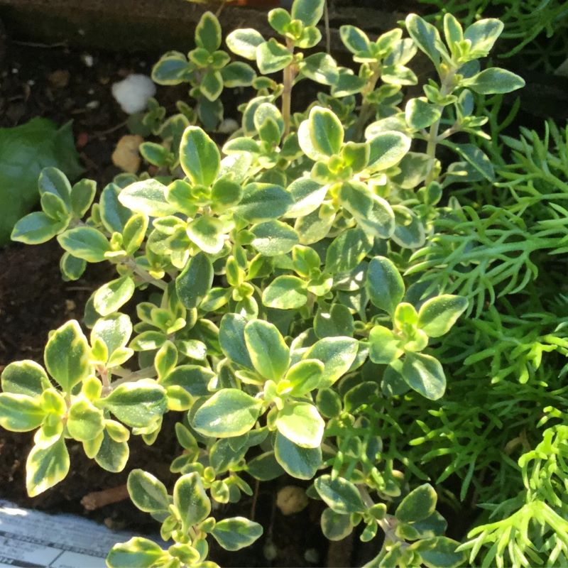 Yellow-margined glossy green leaves of Golden Variegated Thyme, grown in a 4" pot.