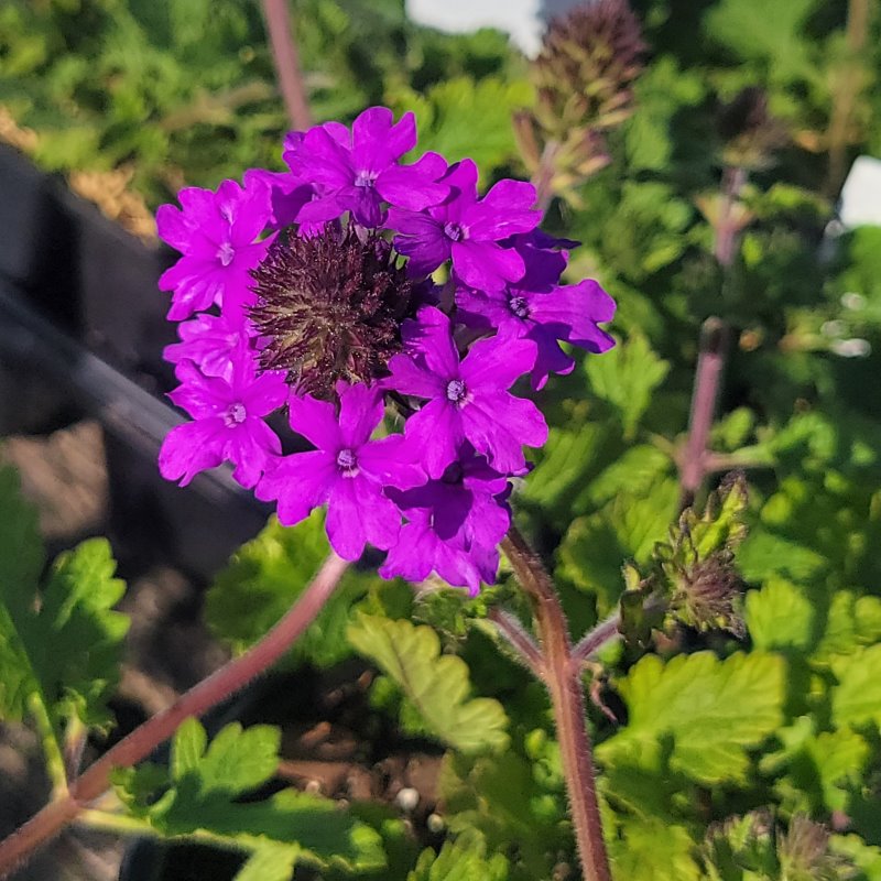 Close-up of the striking virabtn purple flowers of Verbena canadensis 'Homestead Purple'