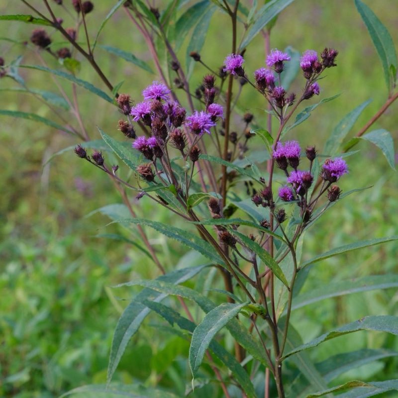 Close up of a purple Vernonia noveboracensis (New York Ironweed) flower.