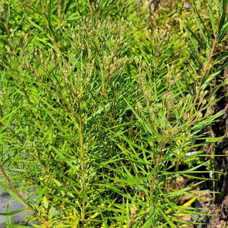 A photo of the thin, thread-like green foliage of Vernonia x 'Southern Cross' ironweed, with developing purple flower buds
