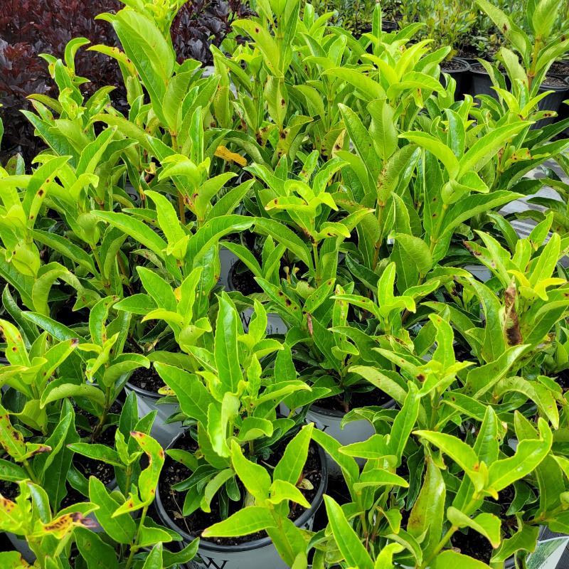 A group of Viburnum x Yardline evergreen viburnums grown in 3-gallon branded Proven Winners pots.