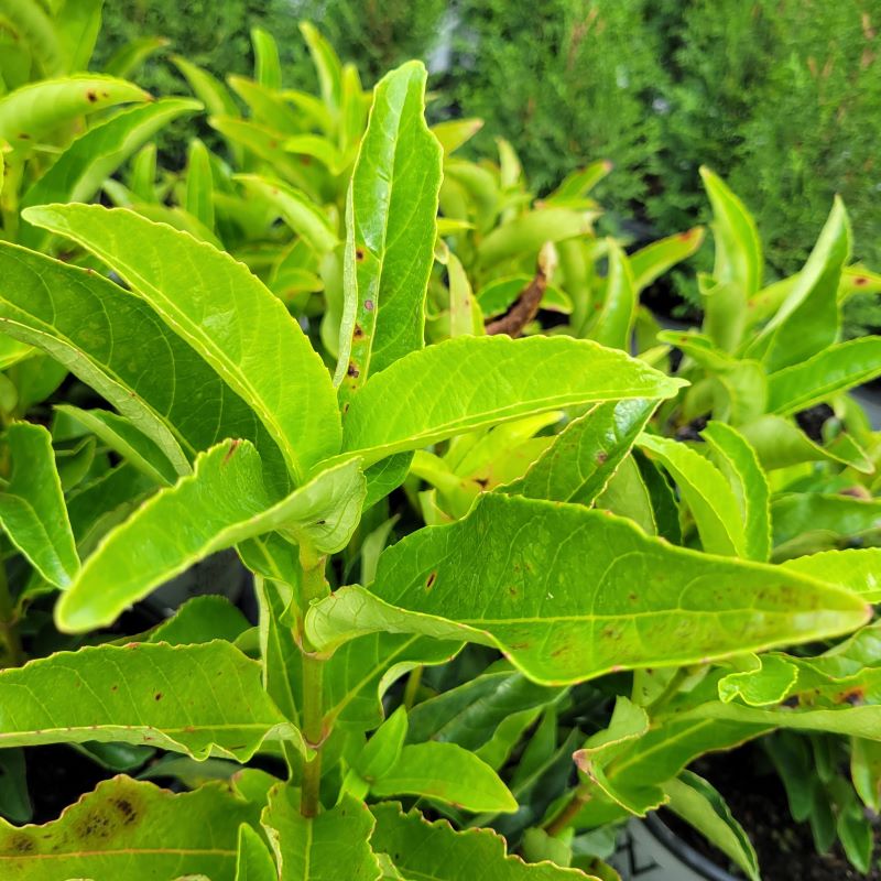 A close-up photo of the glossy, bright green foliage of Viburnum x Yardline