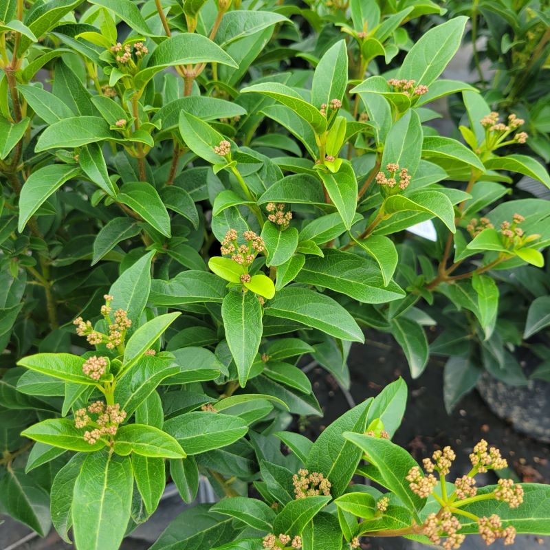 Close-up of the attractive foliage and spent flower clusters of a Viburnum tinus 'Spring Bouquet' (Laurustinus)