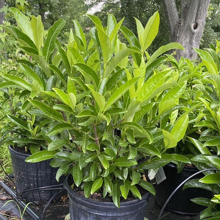 Viburnum x Yardline™ (Viburnum) Unity Grown