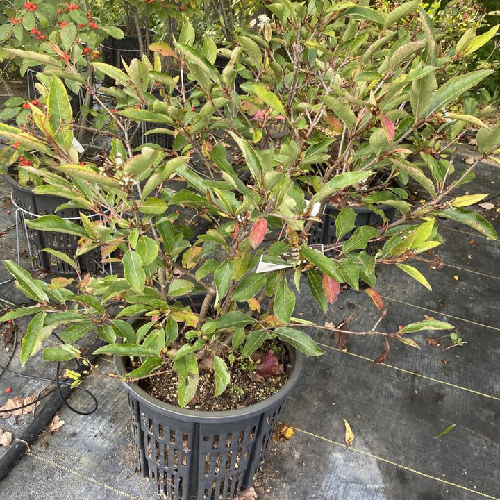 Mature Viburnum cassinoides Lil' Ditty® grown in a 7-gallon pot.