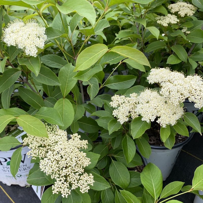 Close-up of glossy leaves and blooming white flowers of Viburnum cassinoides Lil' Ditty®.