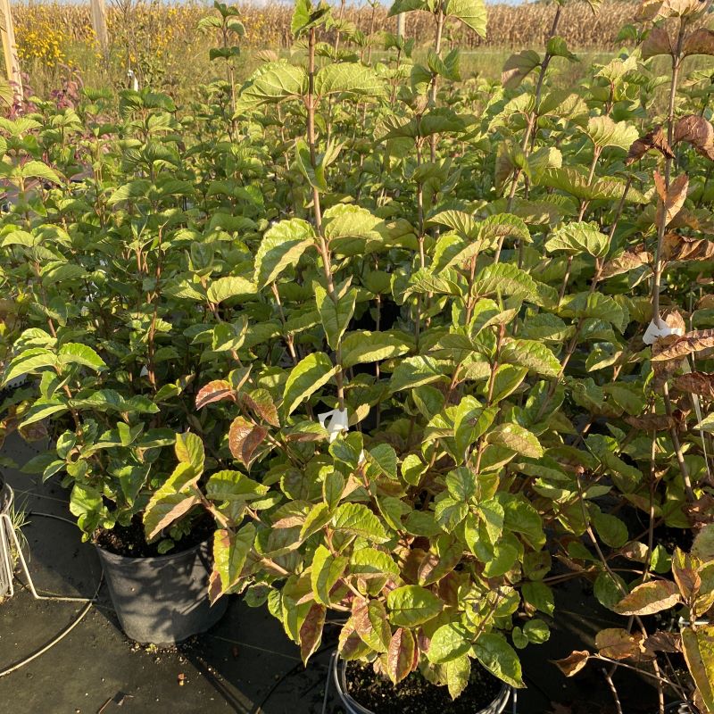 Viburnum dentatum Chicago Lustre® with glossy foliage, grown in a 3-gallon pot.