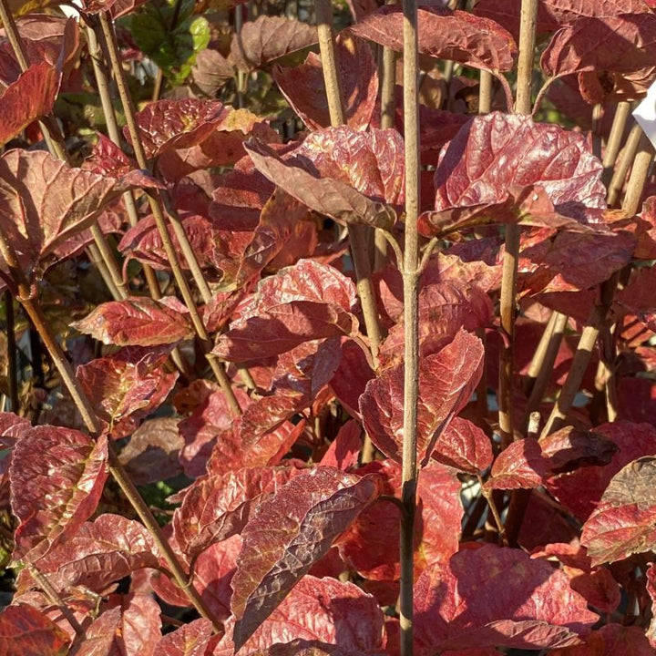 Viburnum dentatum Chicago Lustre® with glossy, red fall foliage.
