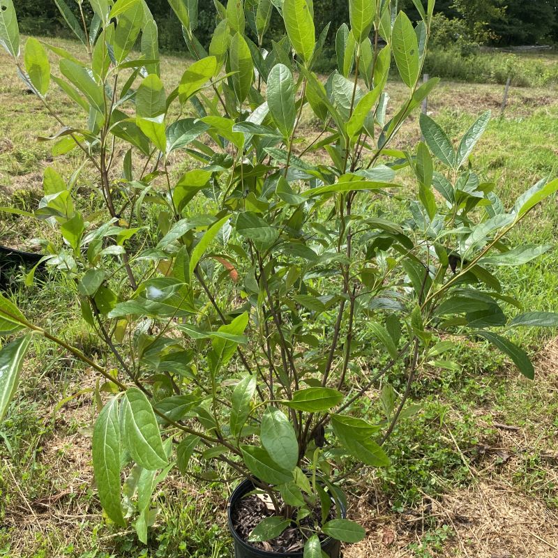 Young Viburnum nudum Brandywine™ grown in a 3-gallon pot.