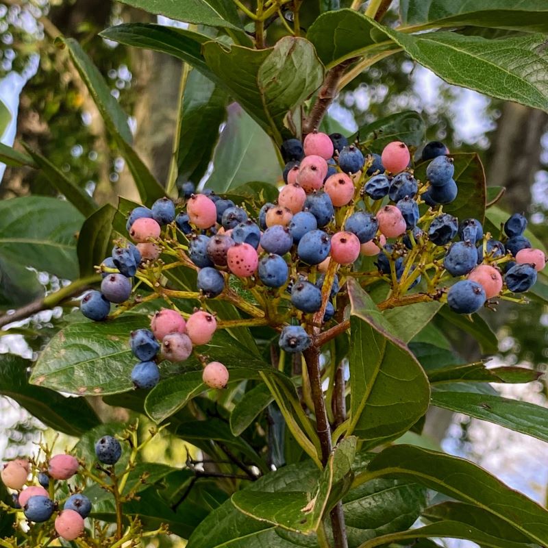 Nudum Viburnum nudum 'Winterthur' (Smooth Witherod) Unity Grown – Unity ...