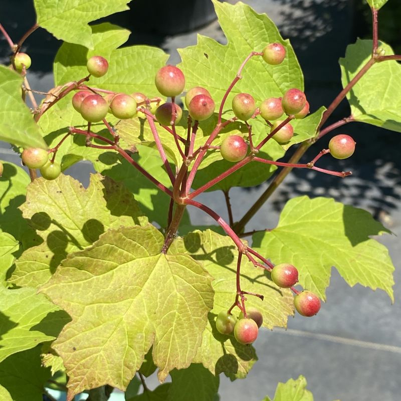 Viburnum opulus var. americanum (American Cranberrybush Viburnum)