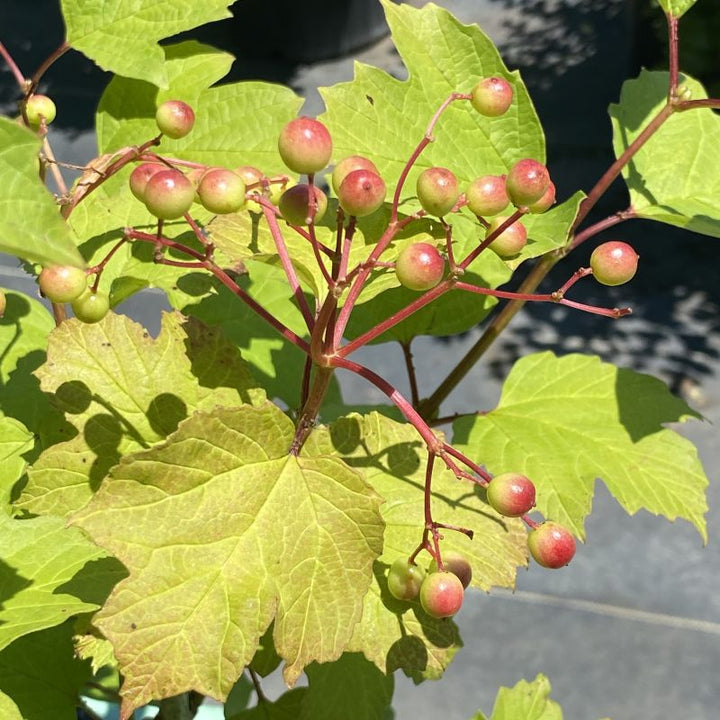 Viburnum opulus var. americanum (American Cranberrybush Viburnum)