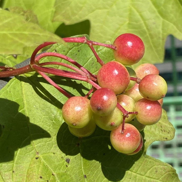 Viburnum opulus var. americanum (American Cranberrybush Viburnum)