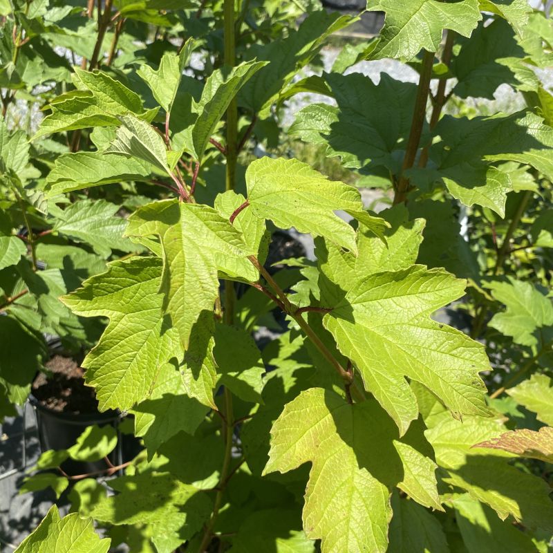 Viburnum opulus var. americanum (American Cranberrybush Viburnum)