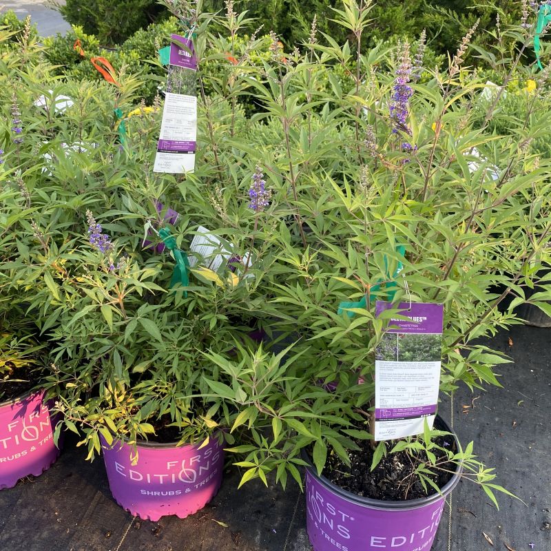 Vites agnus-castus Delta Blue Chaste Tree. Potted shrubs in purple nursery pots on a black display table, with green foliage and small purple flowers. Plant tags are attached.