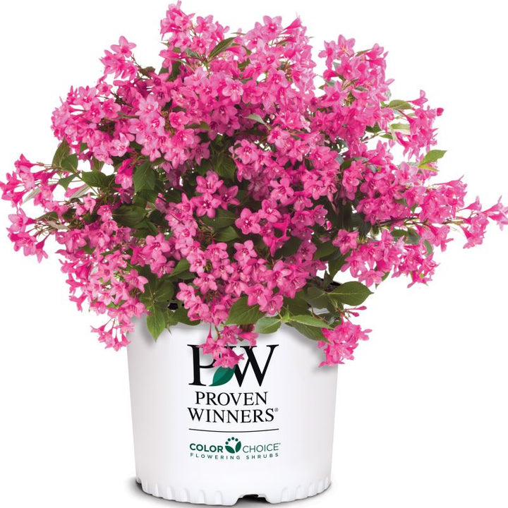 Weigela florida Sonic Bloom® 'Pink' in a branded 3-gallon pot.