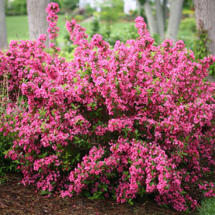 Mature Weigela florida Sonic Bloom® 'Pink' planted in a bed