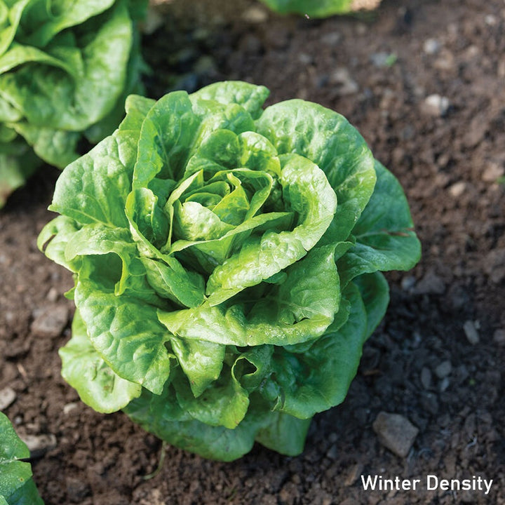 A wide head of Winter Density romaine/butterhead-cross lettuce, grown in soil.