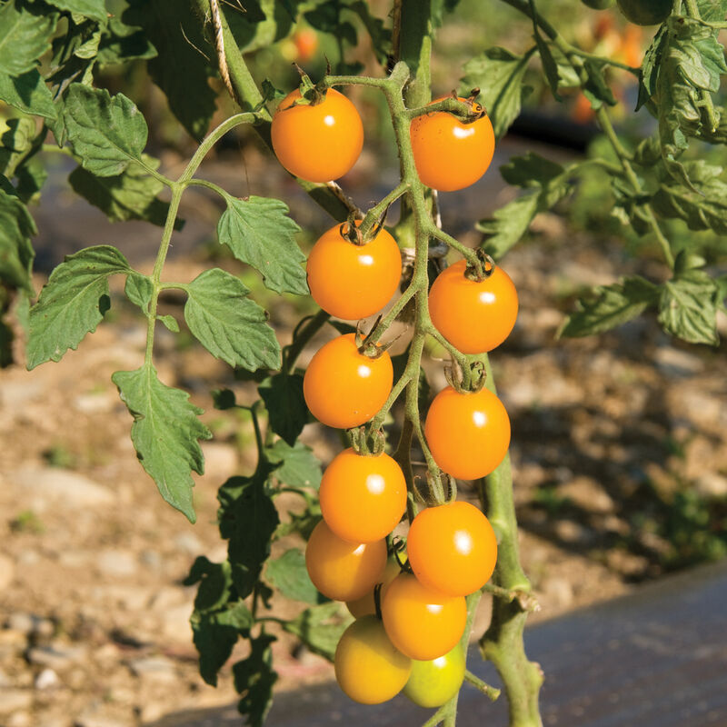 A large vine with a number of small Yellow Mini cherry tomatoes.