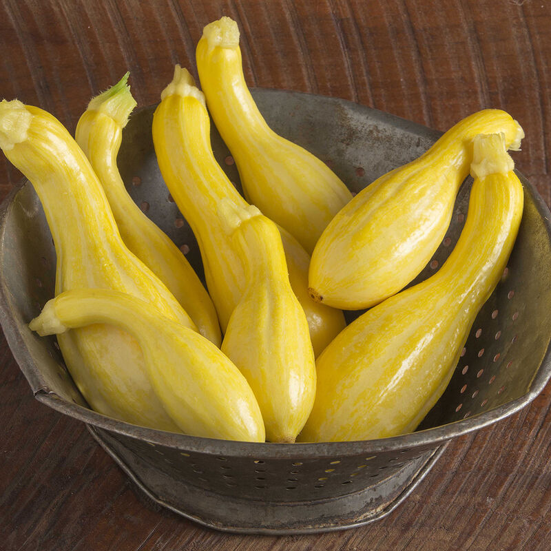 Mature yellow summer squash fruits with crook-necks and beautiful yellow skin.