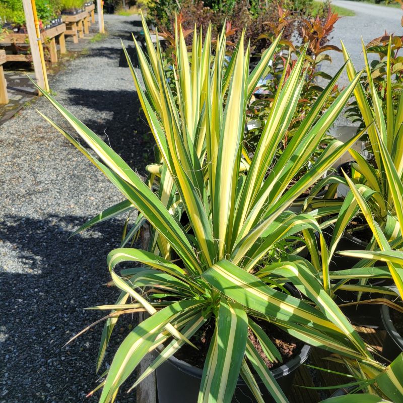 Yucca filamentosa 'Color Guard' (Adam's Needle) with golden-yellow variegated stripes, grown in a 3-gallon pot