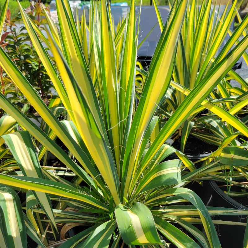 Close-up of the creamy yellow and bright green foliage of Yucca filamentosa 'Color Guard' (Adam's Needle)