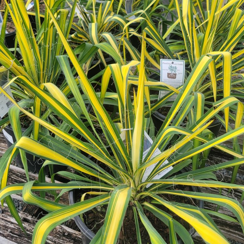 Several yellow and green 'Golden Sword' yucca grown in 3-gallon pots
