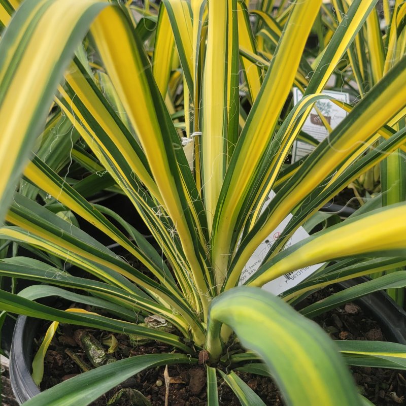 Close-up photo of the yellow and green variegated leaves of Yucca filemtnosa 'Golden Sword'