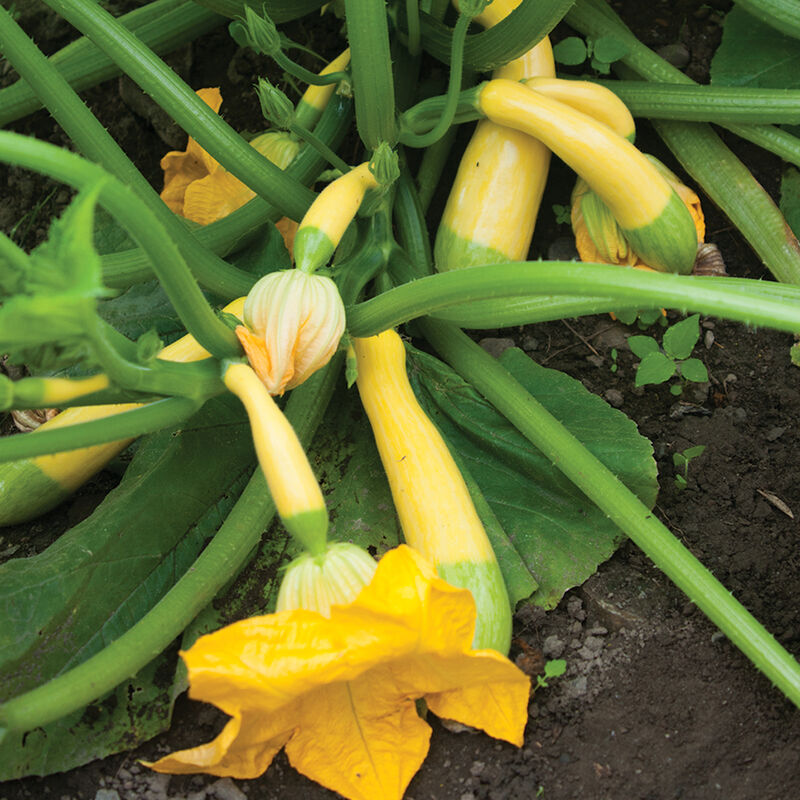 Two-toned green and yellow Zephyr summer squash grown in a garden.