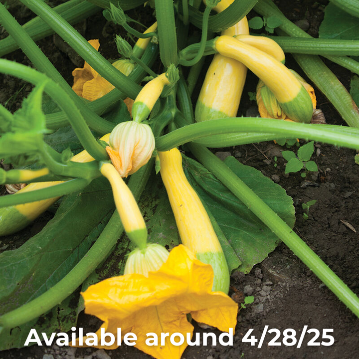 Squash Summer Zephyr Unity Grown
