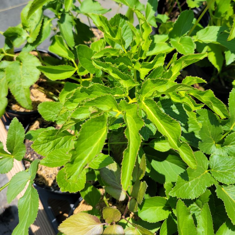 Close-up of the attractive, compound foliage of Zizia aurea (Golden Alexanders)