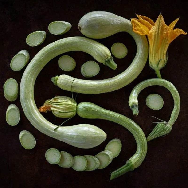 A stock photo of several mature Zucchino Rampicante fruits, with flowers and sliced squash.