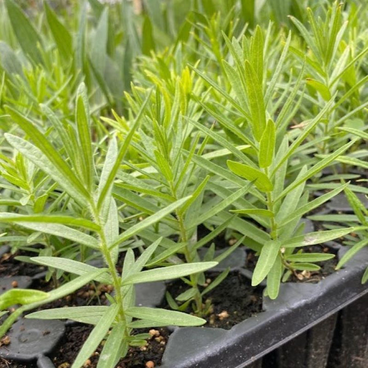 Asclepias tuberosa (Butterfly Milkweed) Unity Grown