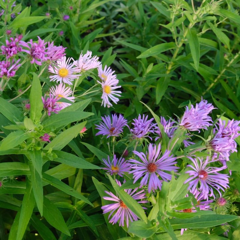 Close up of purple and pale purple aster novae angliae flowers.