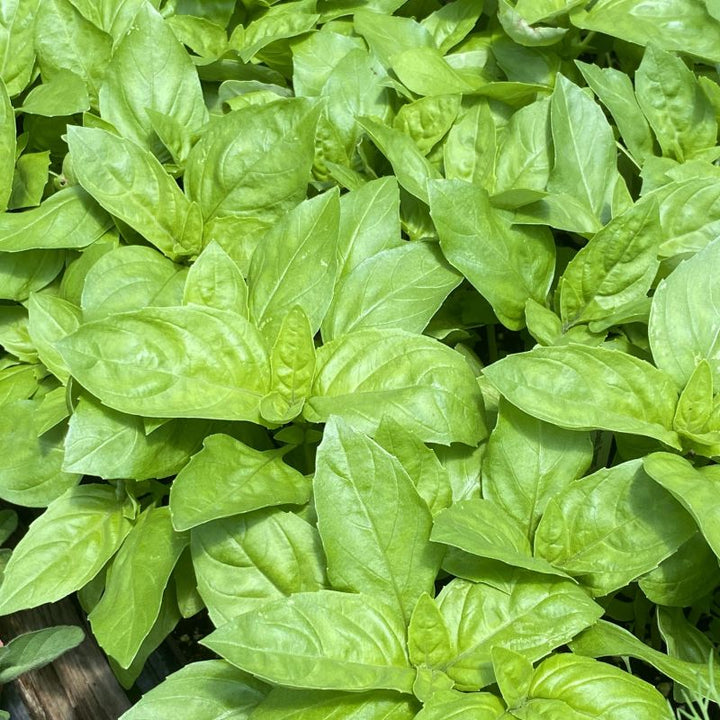 Basil Sweet Unity Grown