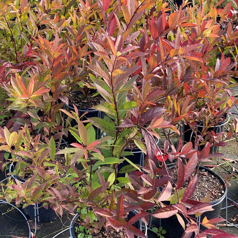 Itea virginica 'Henry's Garnet' with red fall color in a 3-gallon container