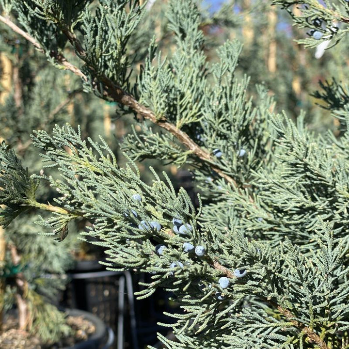 Close-up of the silver-tinted scaly needles and berries of Juniperus virginiana 'Glauca' eastern redcedar.