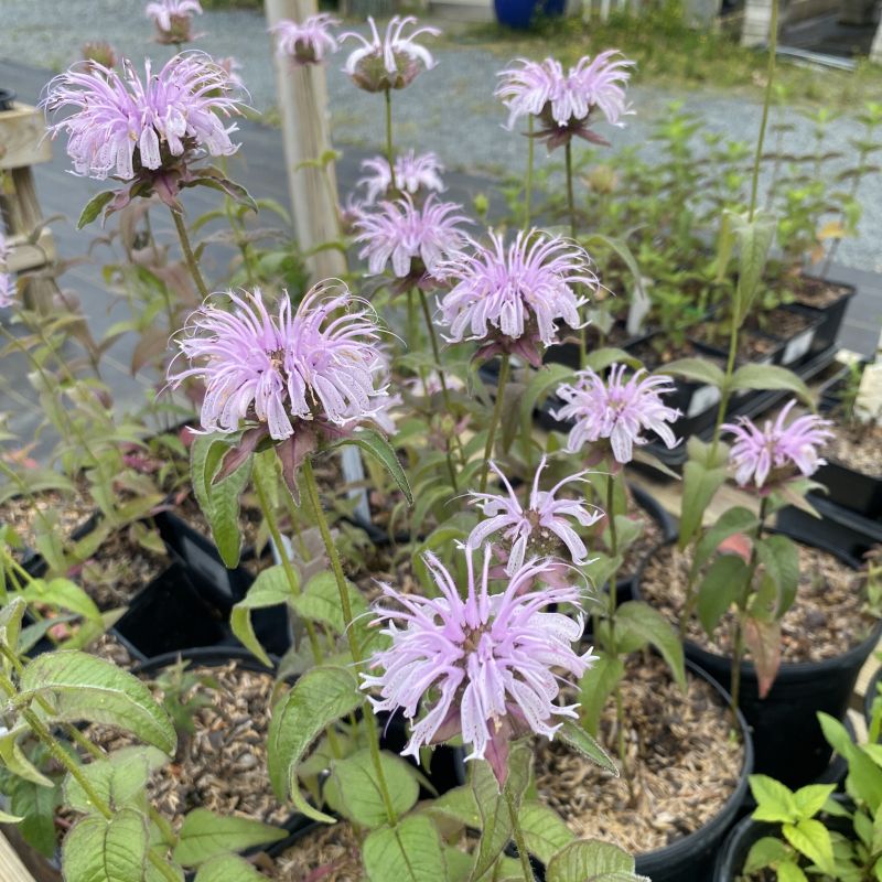 Pink flowers of Monrda bradburiana in pots with a blurred background