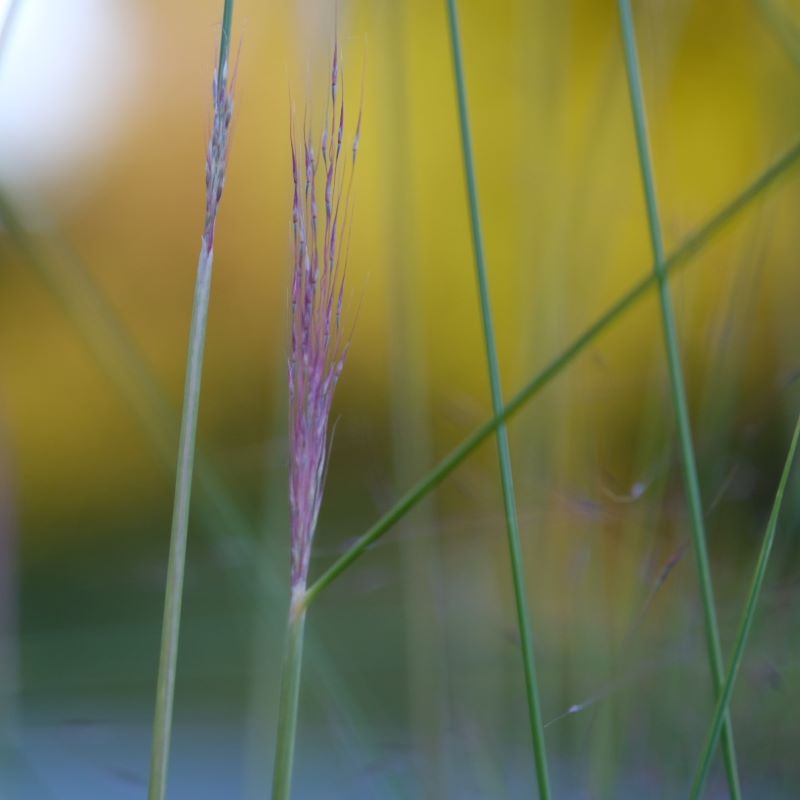 Close up of an emerging pink Muhlenbergia capillaris (Muhly Grass) flower.