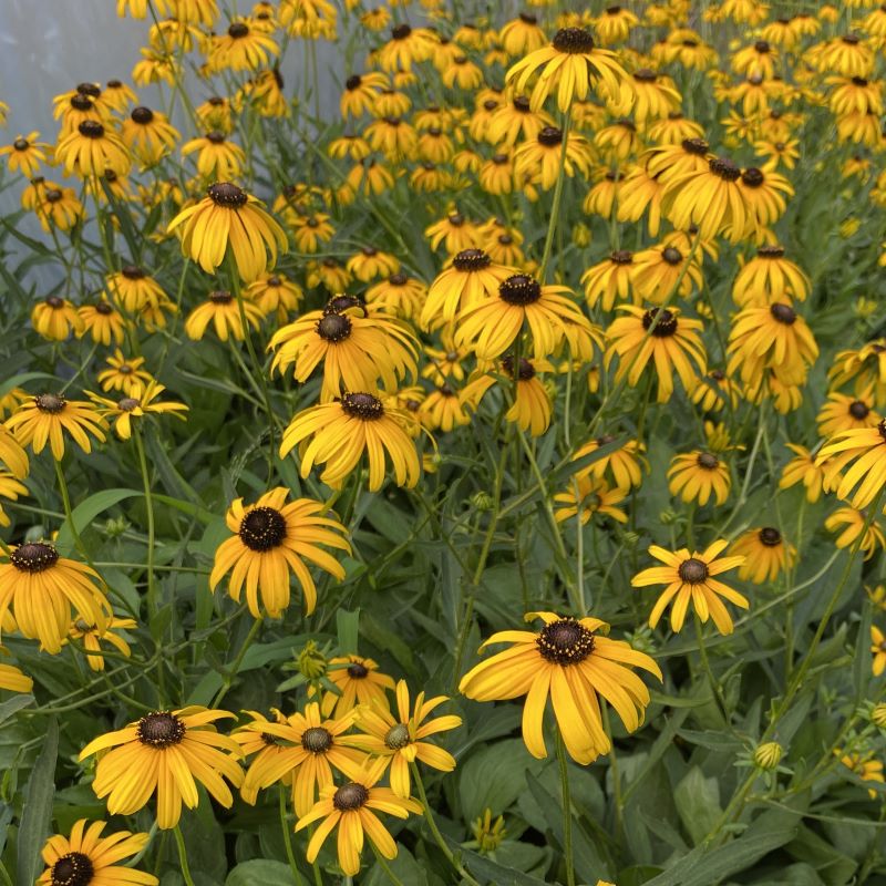 Rudbeckia fulgida var. fulgida (Black-Eyed Susan) flowering in a large drift with yellow and brown blooms.