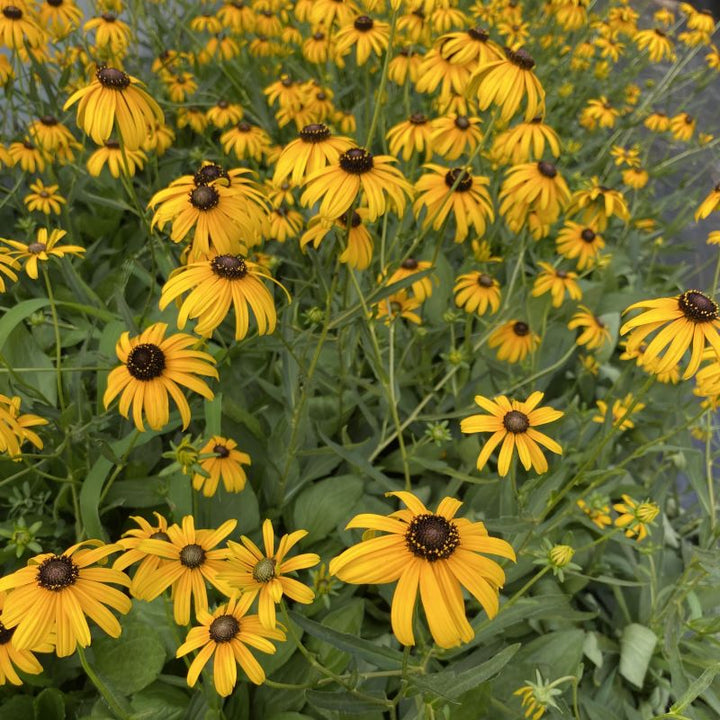 Yellow flowers of Rudbeckia fulgida 'Goldsturm' in full bloom.