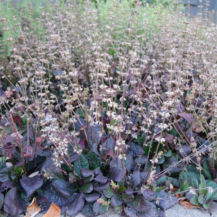 A large clump of Salvia lyrata 'Purple Knockout' with pink blossoms and deep purple leaves.
