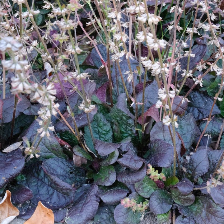 A close-up of the purple and green basal leaves of Salvia lyrata 'Purple Knockout'.