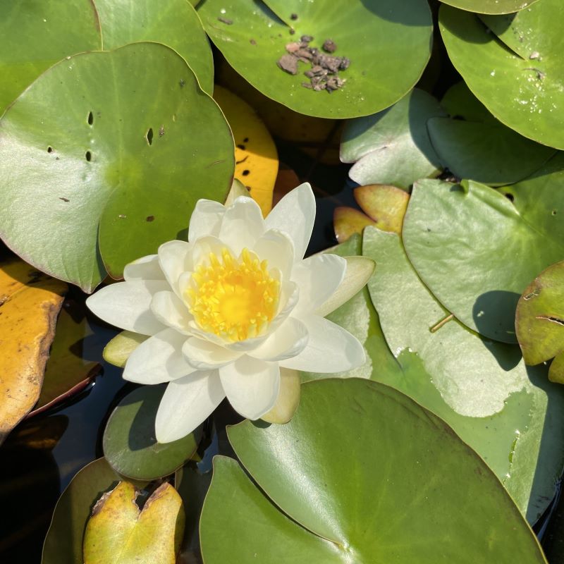 Close-up of the large, floating leaves and white blooming flower of Nymphaea odorata (American White Waterlily). 