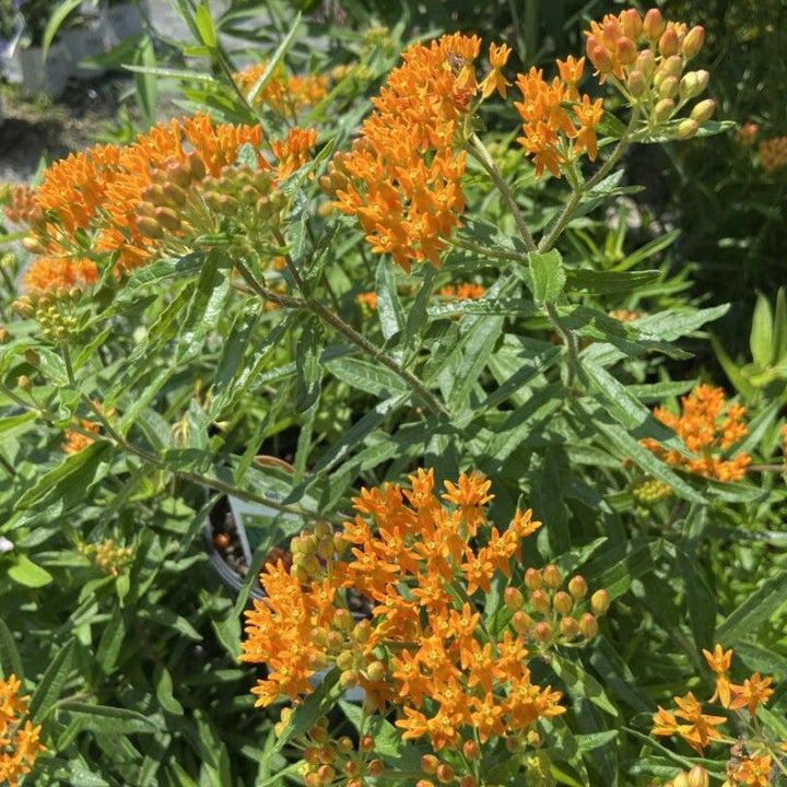 Orange flowers on asclepias tuberosa (Butterfly Milkweed). 